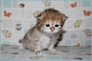 Female Siberian Kitten from Deedlebug Siberians 